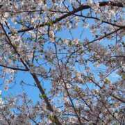 ヒメ日記 2025/04/10 06:15 投稿 ふわり エスッテ×エスッテ