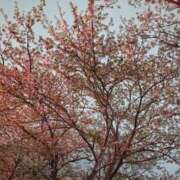 ヒメ日記 2025/04/13 04:12 投稿 ふわり エスッテ×エスッテ