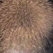 ヒメ日記 2025/08/23 18:30 投稿 ふわり エスッテ×エスッテ