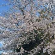 ヒメ日記 2025/04/04 16:09 投稿 及川 鶯谷デッドボール