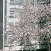 ヒメ日記 2025/04/15 18:21 投稿 及川 鶯谷デッドボール