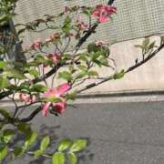 ヒメ日記 2025/04/19 18:59 投稿 及川 鶯谷デッドボール