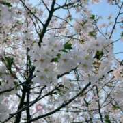 ヒメ日記 2026/04/11 10:39 投稿 及川 鶯谷デッドボール