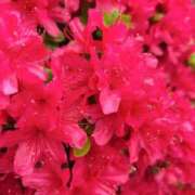 及川 本日出勤します 鶯谷デッドボール