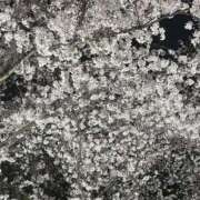 ヒメ日記 2025/04/08 16:26 投稿 香田-こうだ- ただ離婚してないだけ