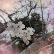 ヒメ日記 2025/03/28 21:49 投稿 りょう 千葉人妻花壇