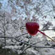 ヒメ日記 2026/03/31 12:37 投稿 りょう 千葉人妻花壇