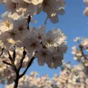 ヒメ日記 2026/04/02 10:36 投稿 りょう 千葉人妻花壇