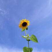 ヒメ日記 2025/07/08 10:02 投稿 ふみ 妊婦母乳風俗専門店ミルクランド