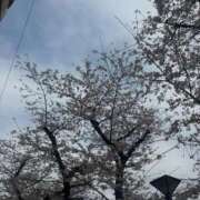 ヒメ日記 2026/04/04 13:14 投稿 野花ちひろ デリス新宿