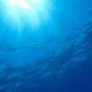 ヒメ日記 2025/05/19 12:55 投稿 まき 福岡飯塚田川ちゃんこ