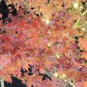 まき おはようございます。 福岡飯塚田川ちゃんこ