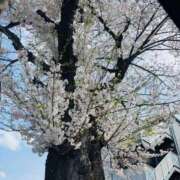 ヒメ日記 2025/04/10 23:47 投稿 みゆう ベイキュート