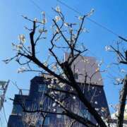 ヒメ日記 2025/03/03 10:00 投稿 まみ 錦糸町人妻セレブリティ（ユメオト）