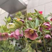 ヒメ日記 2025/03/21 15:00 投稿 まみ 錦糸町人妻セレブリティ（ユメオト）