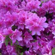 ヒメ日記 2025/05/15 09:48 投稿 まみ 錦糸町人妻セレブリティ（ユメオト）