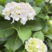 ヒメ日記 2025/06/03 09:30 投稿 まみ 錦糸町人妻セレブリティ（ユメオト）