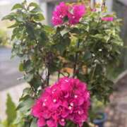 ヒメ日記 2025/07/30 16:30 投稿 まみ 錦糸町人妻セレブリティ（ユメオト）