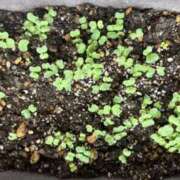 ヒメ日記 2025/09/04 13:08 投稿 まみ 錦糸町人妻セレブリティ（ユメオト）