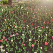 ヒメ日記 2025/03/31 18:01 投稿 宇佐見 熟女の風俗最終章　鶯谷店