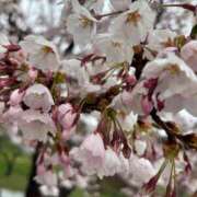 ヒメ日記 2025/05/06 07:03 投稿 芹沢　雪音 タッチVIP