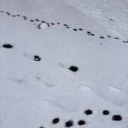 芹沢　雪音 雪〜！ タッチVIP