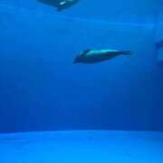 ヒメ日記 2025/09/09 20:27 投稿 さり めっちゃスイスク梅田店