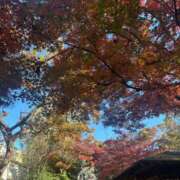 ヒメ日記 2025/11/26 09:09 投稿 新妻涼子 ハールブルク