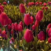 ヒメ日記 2025/11/16 23:57 投稿 まや 小田原人妻城