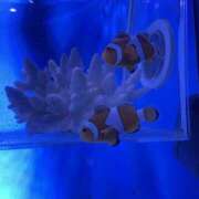 河嶋 うい ｸﾘｽﾏｽﾌﾟﾚｾﾞﾝﾄ🎀 頂-ITADAKI-