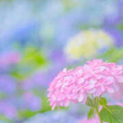 ひかる若奥 おはようございます☀️ 未熟な若奥