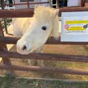 ヒメ日記 2025/05/05 21:33 投稿 高橋りか セクシーキャット 神田店