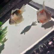 ヒメ日記 2025/05/24 01:03 投稿 高橋りか セクシーキャット 神田店