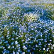 ヒメ日記 2025/05/28 00:39 投稿 高橋りか セクシーキャット 神田店