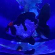 ヒメ日記 2025/06/03 21:44 投稿 高橋りか セクシーキャット 神田店