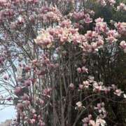 ヒメ日記 2025/04/02 16:36 投稿 莉茉(りま) 高知デリヘル倶楽部 人妻熟女専門店