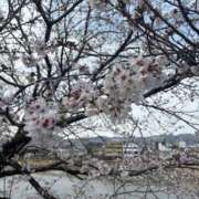 ヒメ日記 2025/04/02 16:42 投稿 莉茉(りま) 高知デリヘル倶楽部 人妻熟女専門店