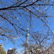 のあ（花嫁） 春のごめんねとお花見の話🌸 Yシャツと私