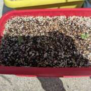 藤原 藤原出勤((ꕤ˘³˘)🩷ㄘゅッㄘゅ💕 モアグループ所沢人妻城