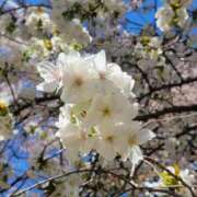 ヒメ日記 2025/04/11 11:25 投稿 かえで カリビアン