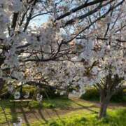 ヒメ日記 2025/04/07 10:19 投稿 あさみ 小田原人妻城