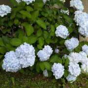 こゆき 6月も！ 福盛