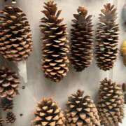 しずく こんばんは～!! アラカルト