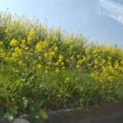 ヒメ日記 2025/03/25 21:37 投稿 いずみ 風鈴（ふうりん）