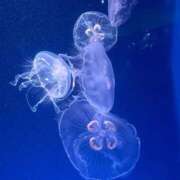 ヒメ日記 2026/03/31 11:30 投稿 さおり ふわふわコレクション川越店