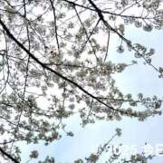 ヒメ日記 2025/04/01 09:46 投稿 今日子 出会い系人妻ネットワーク 上野〜大塚編