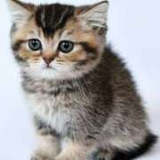 ヒメ日記 2025/11/18 12:01 投稿 なつき デリトップ