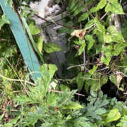 ヒメ日記 2025/06/06 16:31 投稿 じゅんな YESグループ　華女