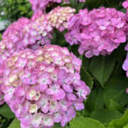 ヒメ日記 2025/06/15 16:25 投稿 じゅんな YESグループ　華女