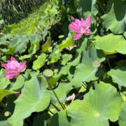 ヒメ日記 2025/08/03 14:10 投稿 じゅんな YESグループ　華女